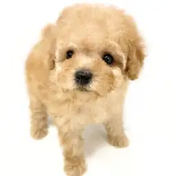 トイ・プードル