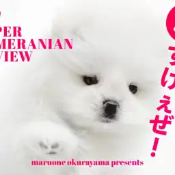 【 たぬきポメ 】超短いマズルとパパは名門チャオリヤの白ポメラニアン登場！