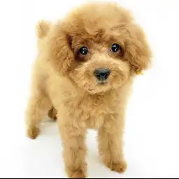 トイ・プードル