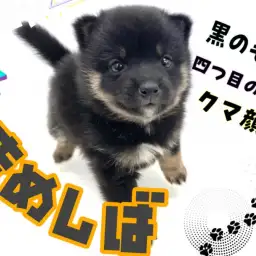 【 豆柴犬 】KC認定の希少な黒豆柴!丸いフォルムのクマちゃん系フェイス!!