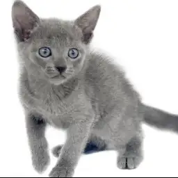 ロシアンブルー