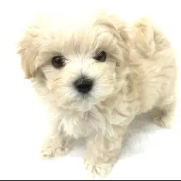 MIX（トイプードル×マルチーズ）