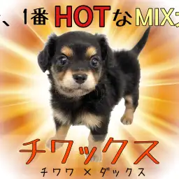【 チワックス 】人気MIXランキング上位!ブラック&タンの小さめ垂れ耳チワックス!