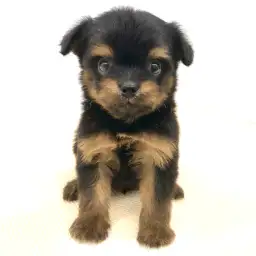 MIX（チワワ×マルチーズ）