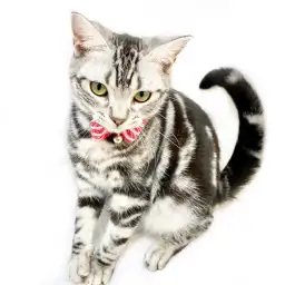 アメリカンショートヘア