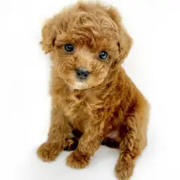トイ・プードル