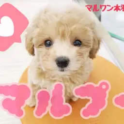 【 マルプー 】ドワーフマルプー登場！！トキメキ指数300％の衝撃の可愛さ！