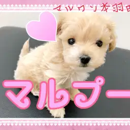 【 マルプー 】可愛いポイントを完全制覇！ドワーフマルプーが本羽田に参上！！