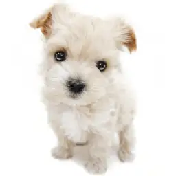 MIX（トイプードル×マルチーズ）