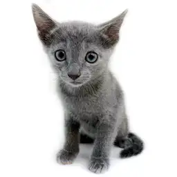 ロシアンブルー