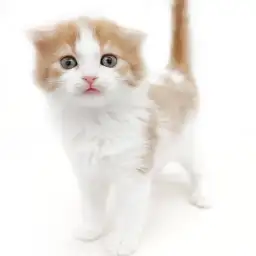 スコティッシュフォールド