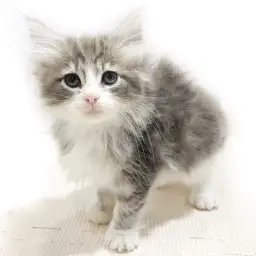 ノルウェージャンフォレストキャット