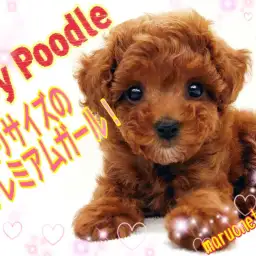 【 トイ・プードル 】手乗りサイズ！初めての室内犬にオススメな理由もご紹介！