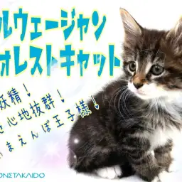 【 ノルウェージャンフォレストキャット 】甘えんぼ長毛種の上手な育て方教えます！