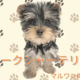 【 ヨークシャーテリア 】人を魅了するヨーキーの性格と人気のカットをご紹介!
