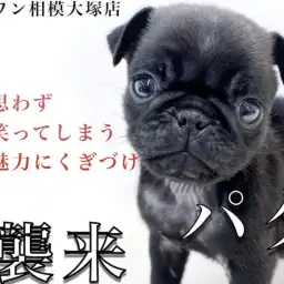 【 黒パグ 】人気のブチャかわブラックカラー!短頭種の特徴と飼い方のススメ