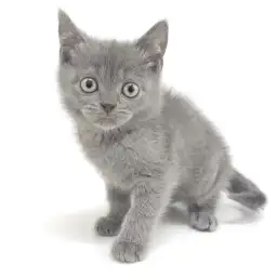 ブリティッシュショートヘア