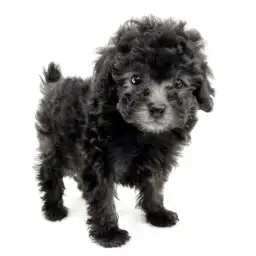 トイ・プードル