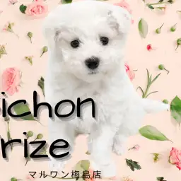 【 ビションフリーゼ 】モコモコなのに抜け毛が少ない!人気のカットもご紹介!