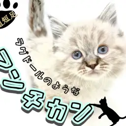 【 マンチカン 】驚異的な足の短さ！ラグドールにそっくりなマンチカンちゃん登場！