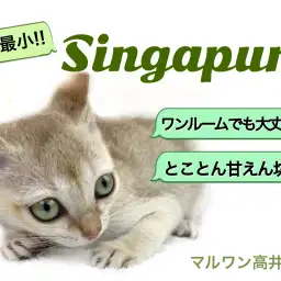 【 シンガプーラ 】一人暮らしの方必見！ワンルームに最適！世界最小の猫！