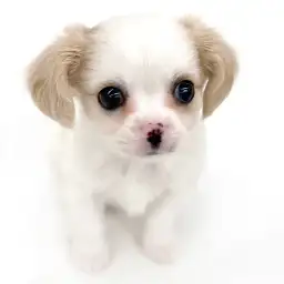 MIX（チワワ×キャバリアキングチャールズスパニエル）