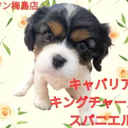 【 キャバリア 】フレンドリーなキャバリアちゃんの性格とその特徴とは？