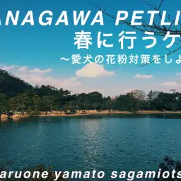 【 神奈川ペットライフ 】愛犬にも花粉対策が必要？この時期にしてあげたいケアとは