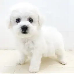 ビションフリーゼ