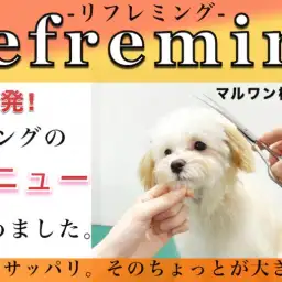 【 白楽トリミング 】飼い主様のあったら良いなを形に!新メニューリフレミングとは