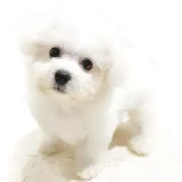 ビションフリーゼ