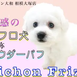 【 ビションフリーゼ 】パウダーパフのアフロ犬！手入れのタイミングで最適なのは？