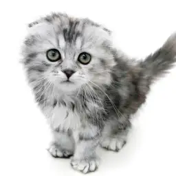 スコティッシュフォールド