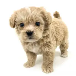 MIX（トイプードル×マルチーズ）