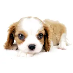 キャバリア・キングチャールズ・スパニエル