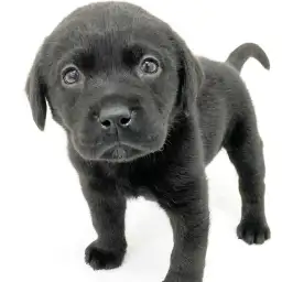 ラブラドールレトリバー