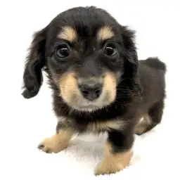 カニンヘン・ダックスフント