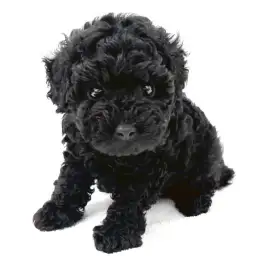 トイ・プードル