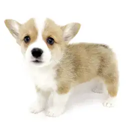 ウェルシュコーギーペンブローク