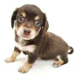 MIX（チワワ×ミニチュアダックスフント）