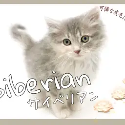 【 サイベリアン 】数少ないブルーパッチドタビー＆ホワイトカラー！東川口店のアイドル