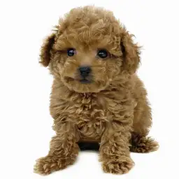 トイ・プードル