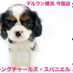 【 キャバリア 】初心者にオススメ！英国で最も愛されたトライカラーの癒し系わんこ！