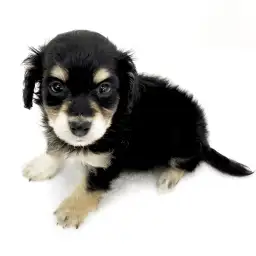 MIX（マルチーズ×ミニチュアダックスフント）