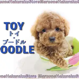 【 トイ・プードル 】人気カラー＆タイニーサイズ！ブラッシング方法もご紹介！