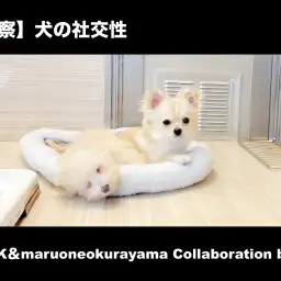 【 犬の社交性 】犬同士のコミュニケーション方法とトレーニングの本質を考える