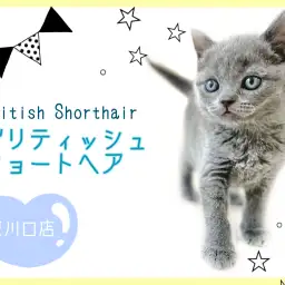 【 ブリティッシュショートヘア 】美しきブリティッシュブルーの美男子登場！