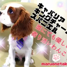 【 キャバリアキングチャールズスパニエル 】育てやすくて賢いボクの成長過程！