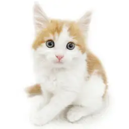 ノルウェージャンフォレストキャット