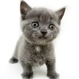 ブリティッシュショートヘア